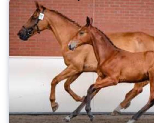 horse